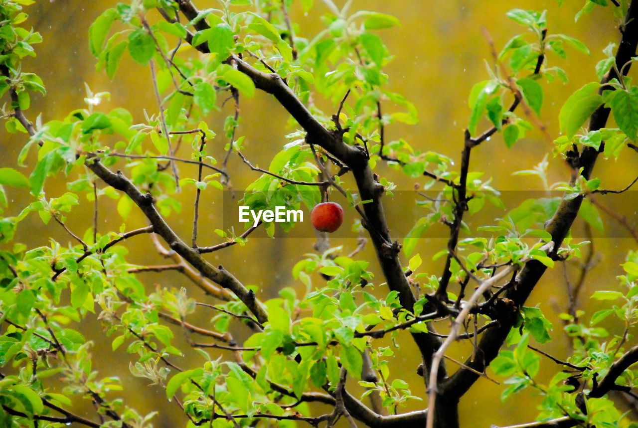 Close-up of berry growing on tree