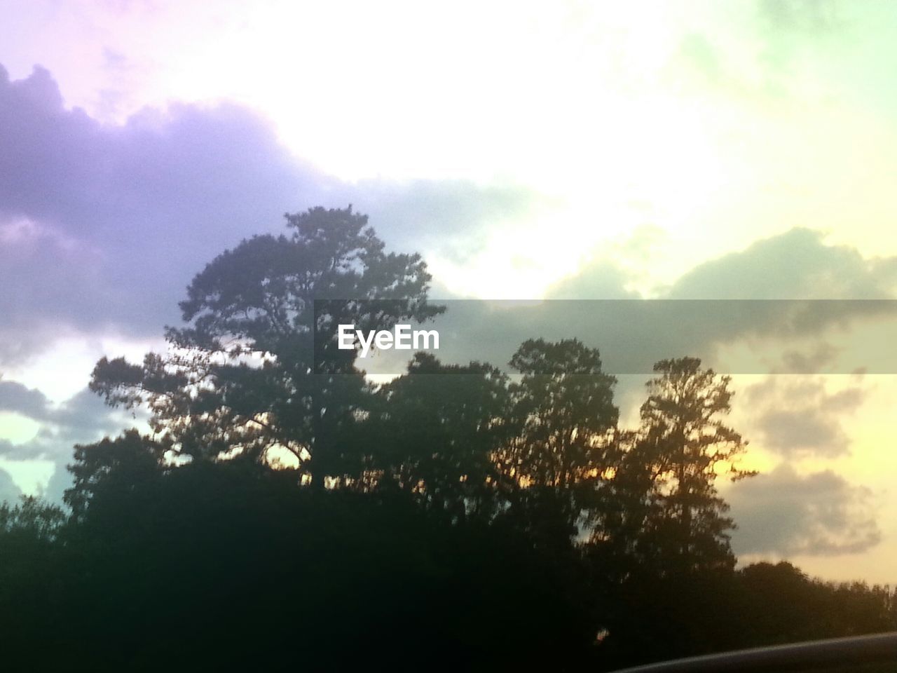 TREES AGAINST CLOUDY SKY