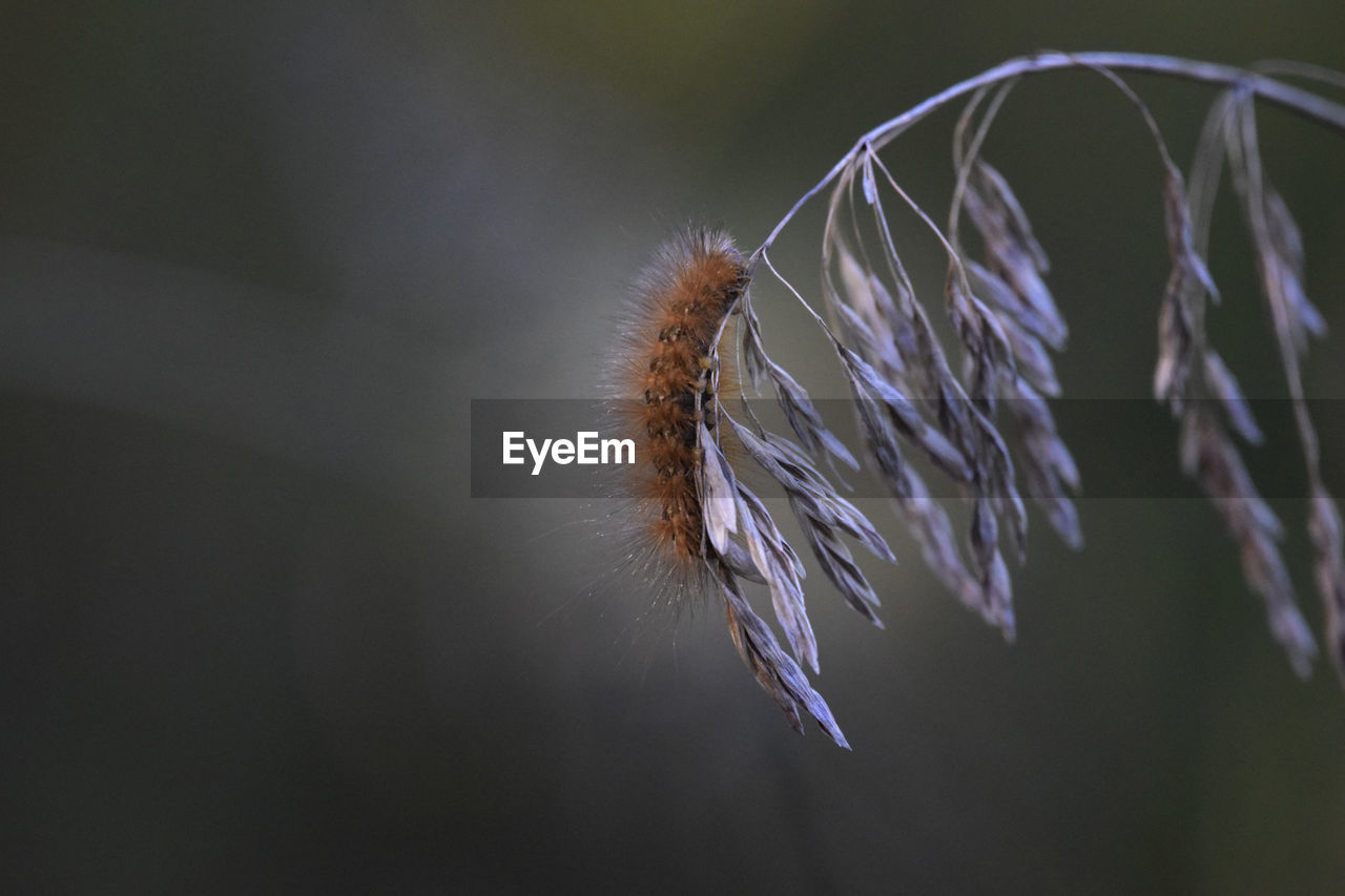 Close-up of wilted plant with caterpillar 