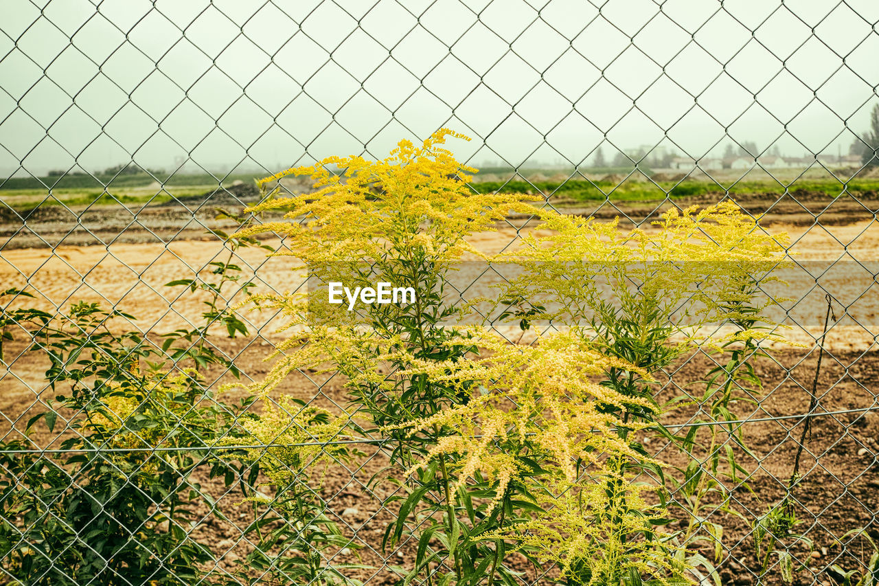 Scenic view of field against clear sky