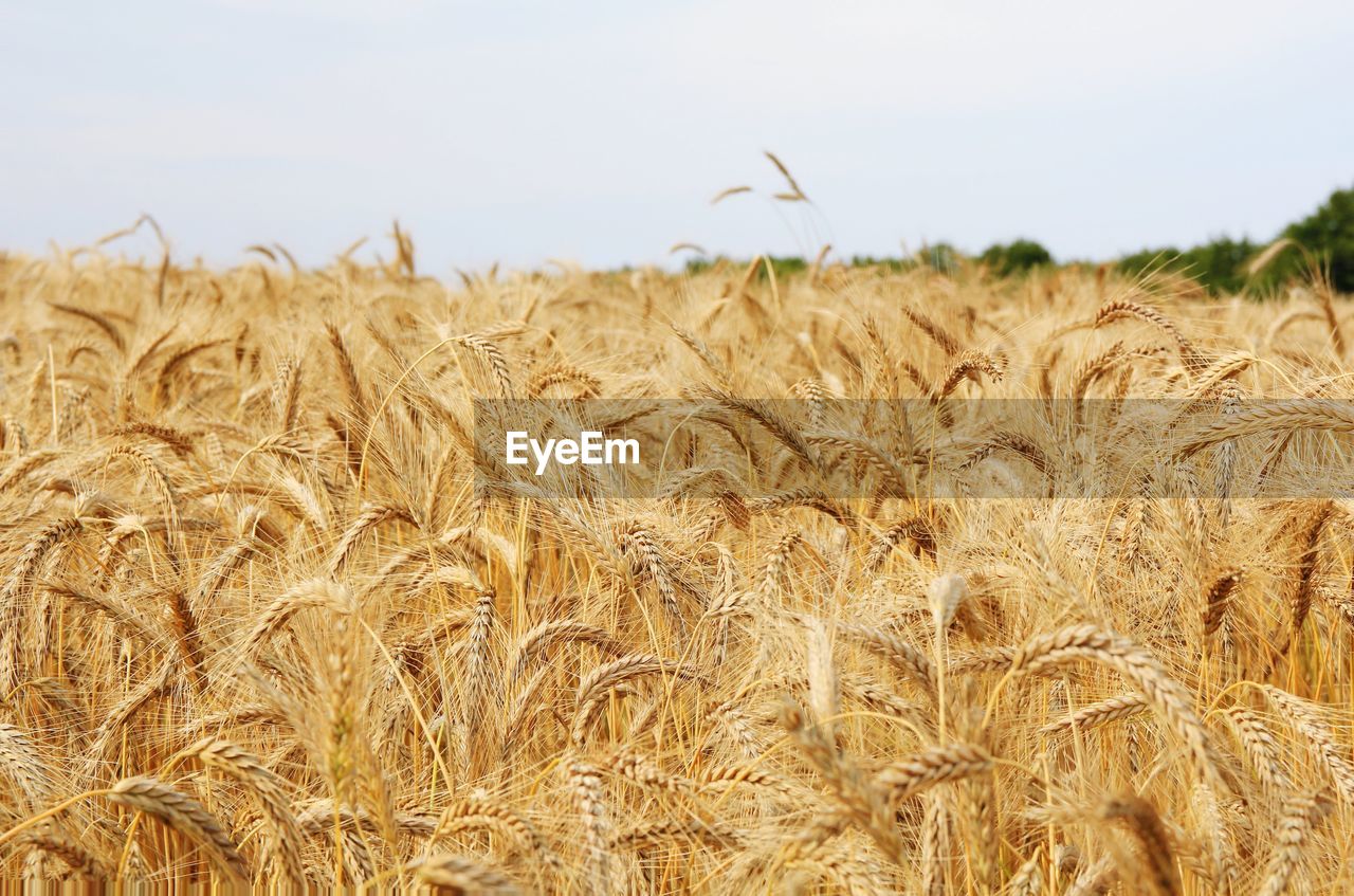 View of wheat field against sky