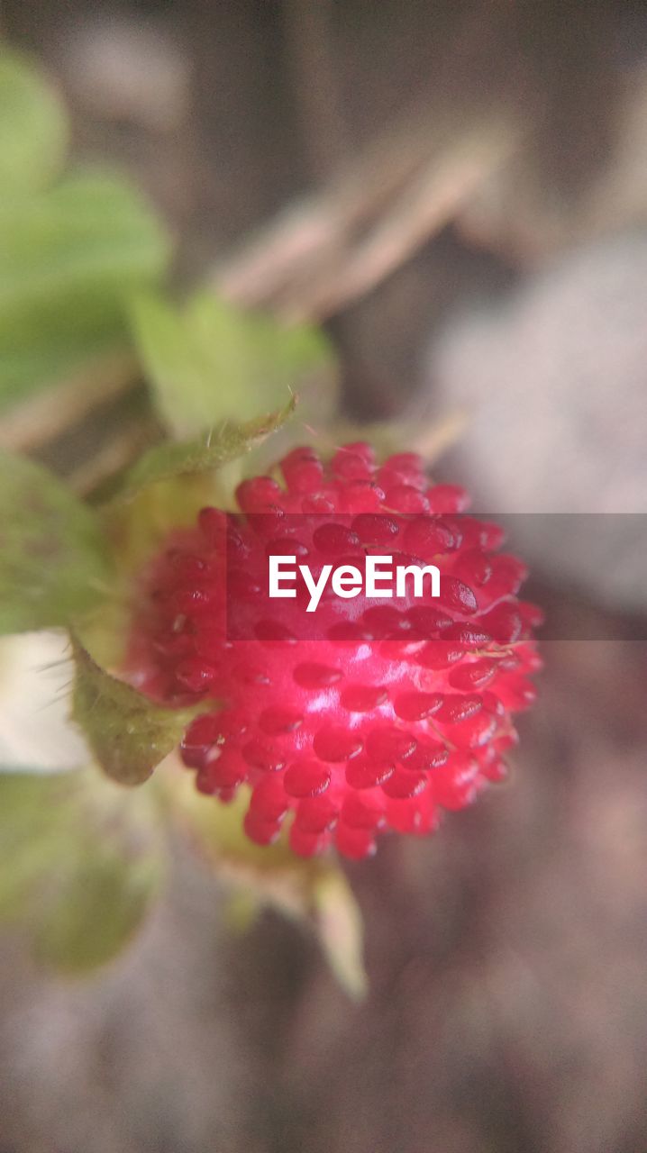 CLOSE-UP OF RED BERRIES