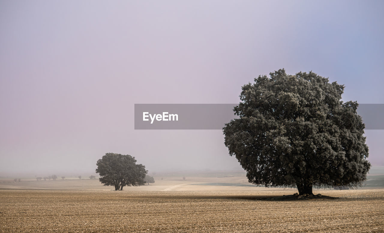 Tree on field against clear sky