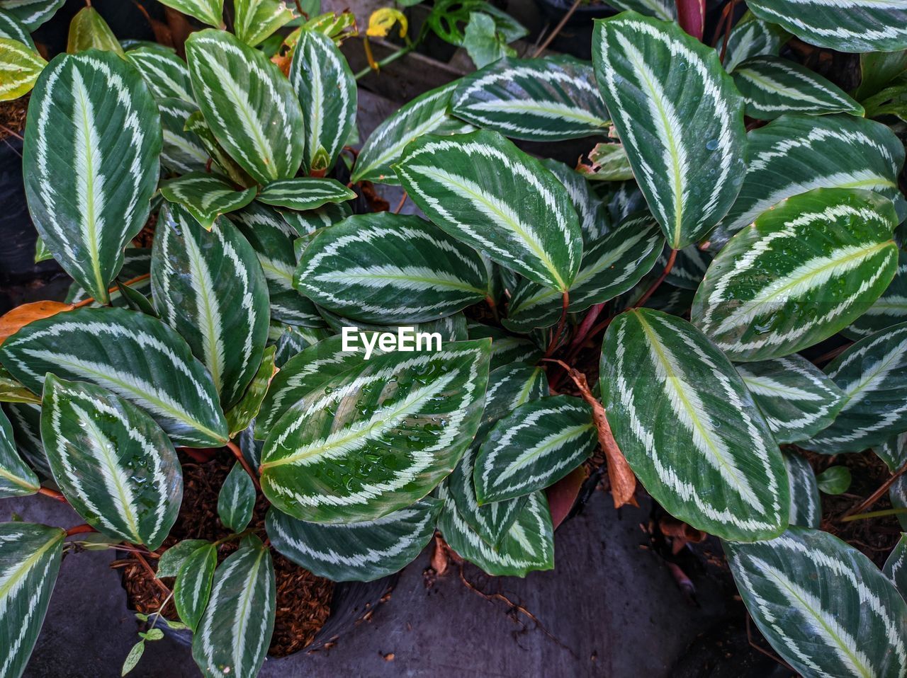 green, leaf, plant part, plant, growth, nature, flower, no people, food and drink, food, high angle view, day, shrub, freshness, outdoors, beauty in nature, close-up, herb