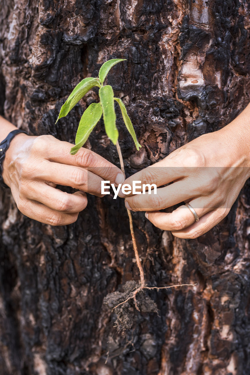 Cropped hands of man holding plant by tree trunk