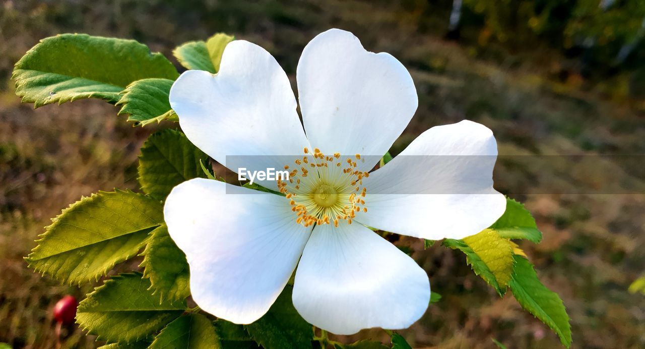 Close-up of white flowering plant