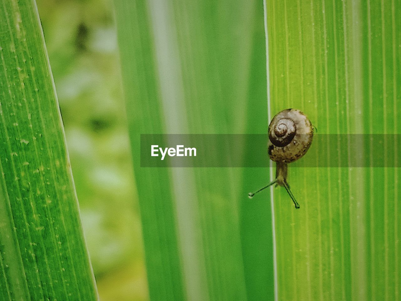 CLOSE-UP OF SNAIL ON GREEN PLANT