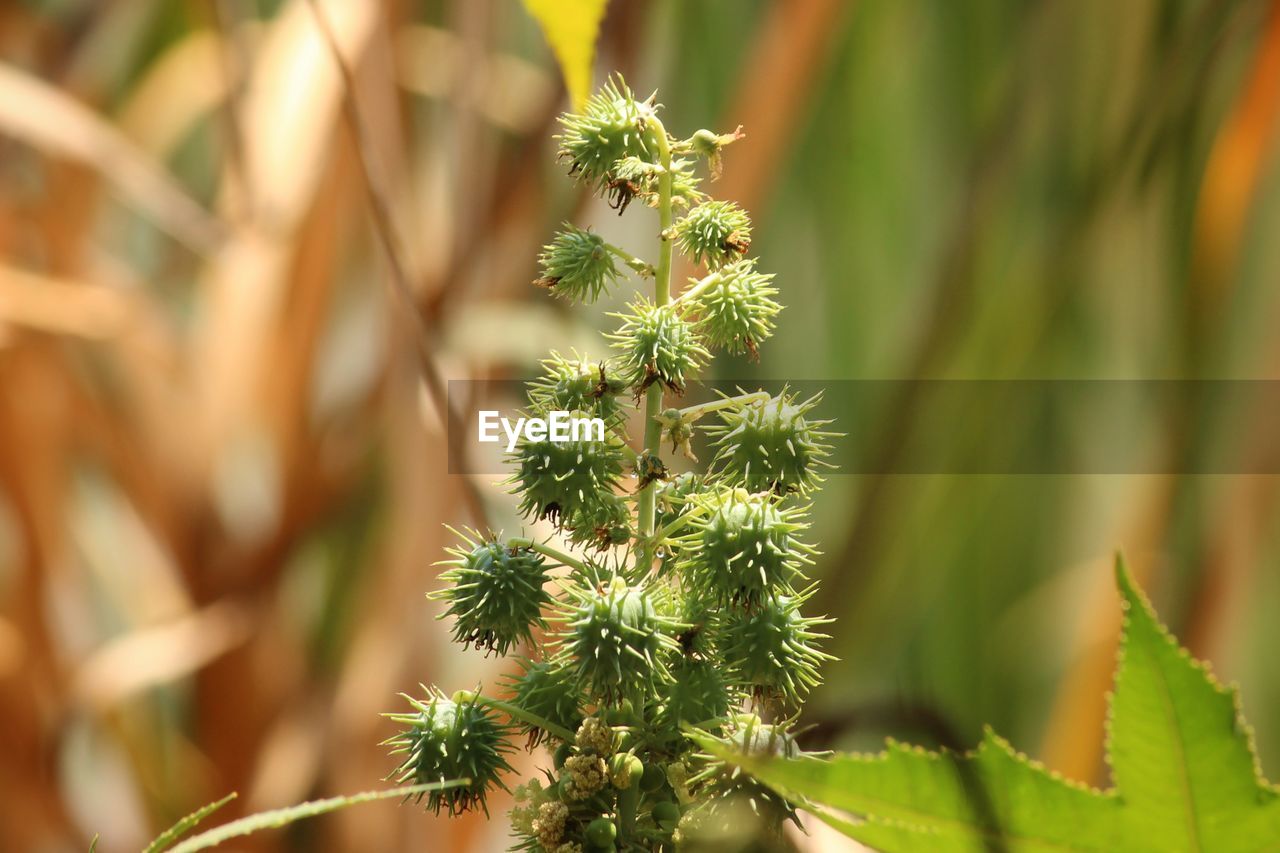 Close-up of cactus plant