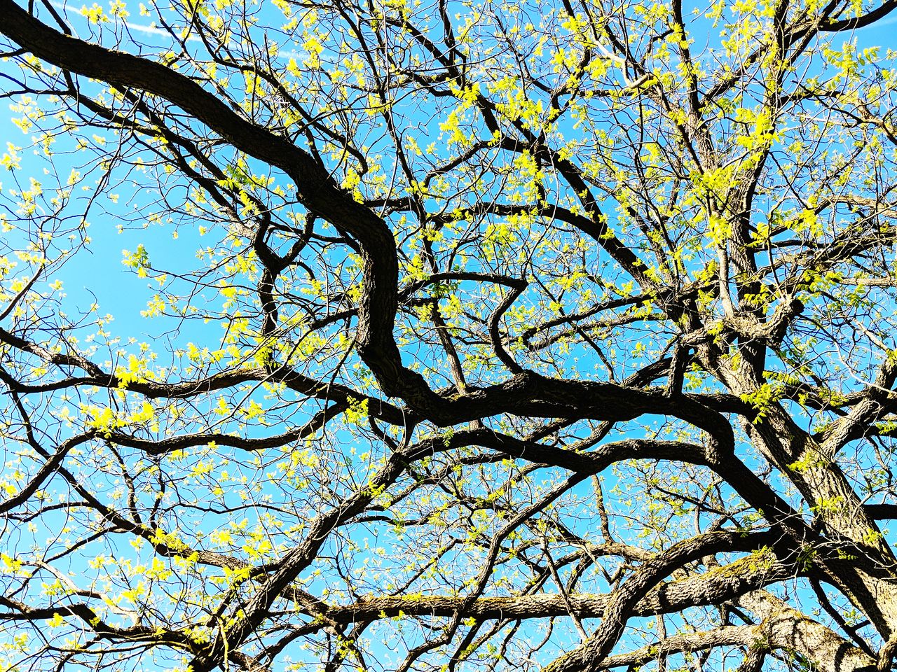 LOW ANGLE VIEW OF BARE TREE AGAINST CLEAR SKY