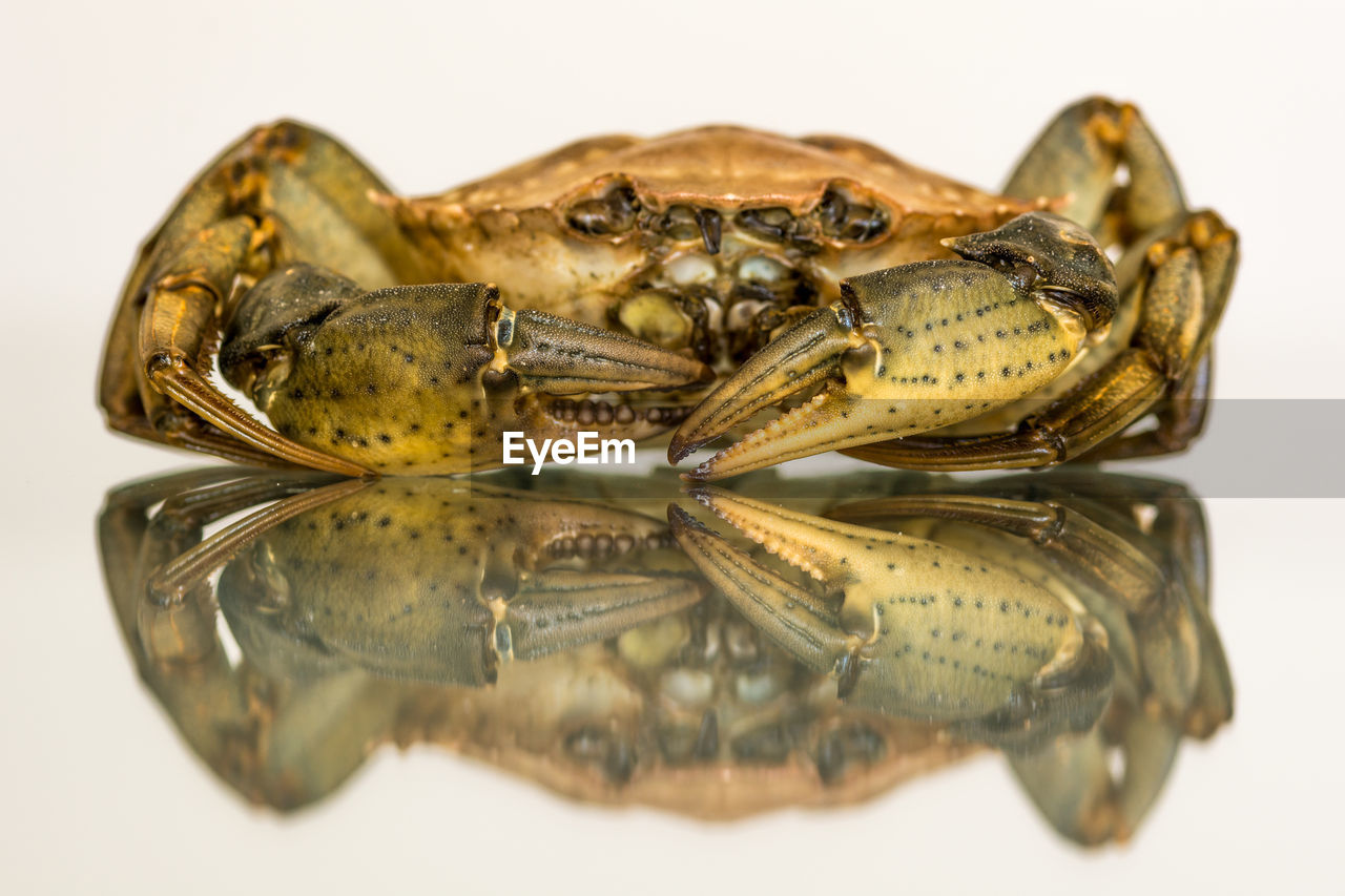 Close-up of crab with reflection against white background