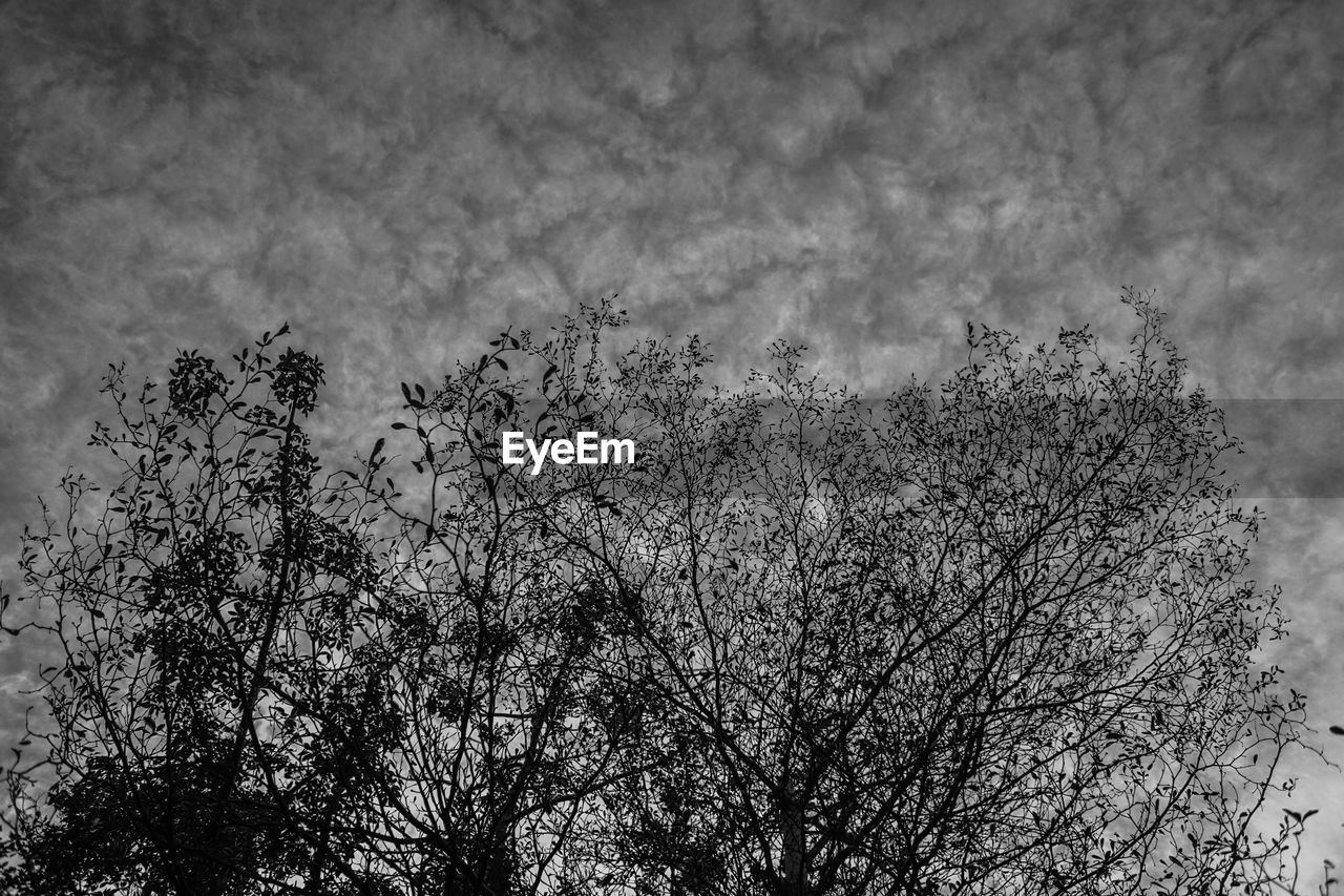 LOW ANGLE VIEW OF SILHOUETTE PLANTS AGAINST SKY