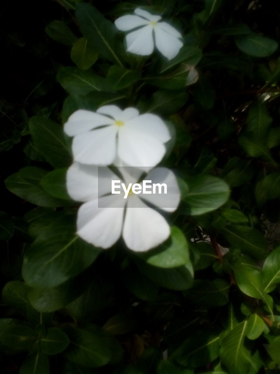 WHITE FLOWERS BLOOMING OUTDOORS