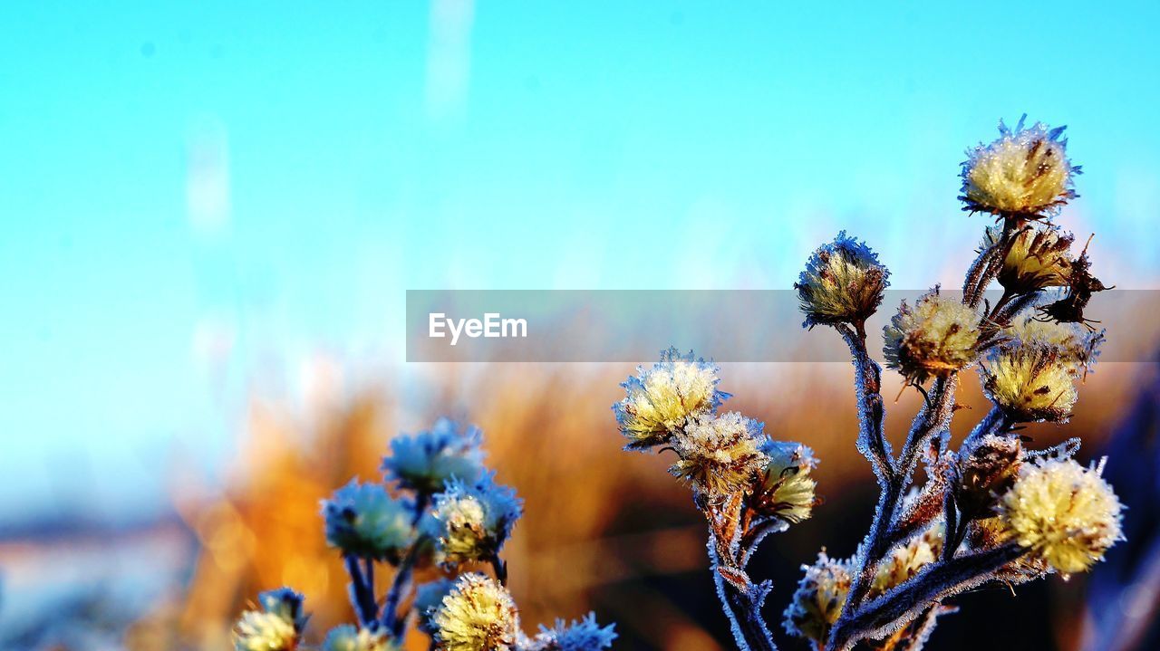 Close-up of dandelion flower