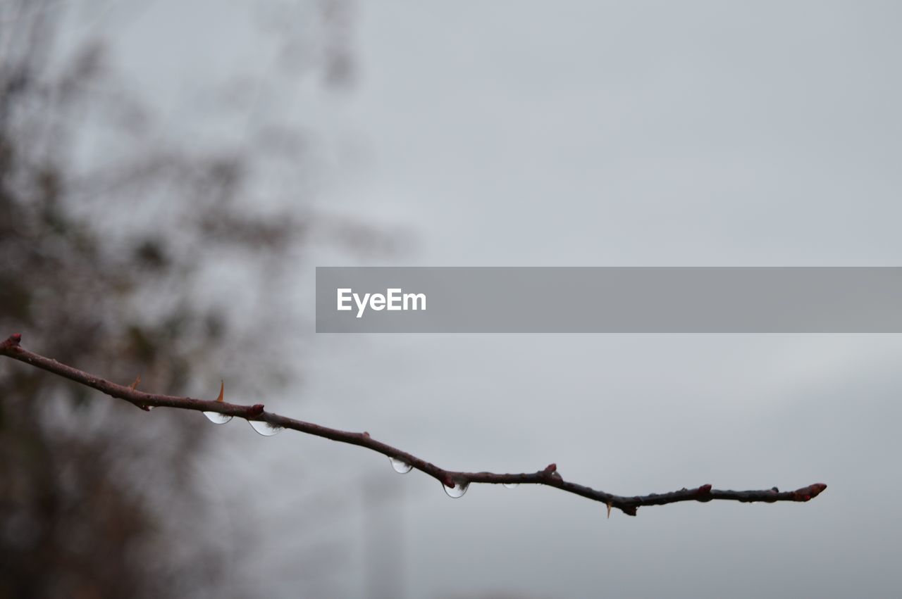 Low angle view of branch against sky