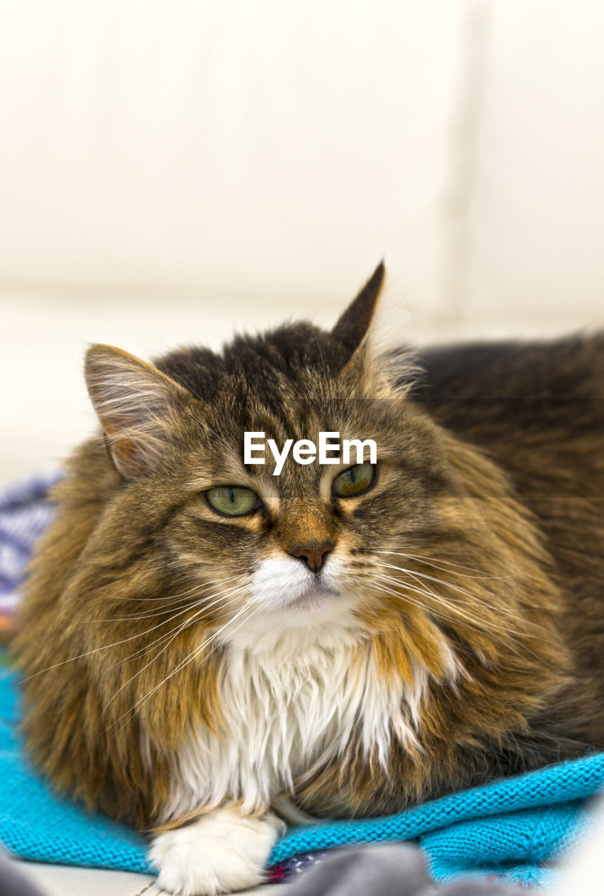 CLOSE-UP PORTRAIT OF CAT WITH EYES