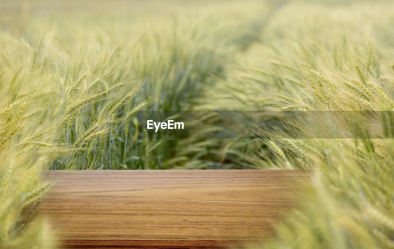 close-up of wheat