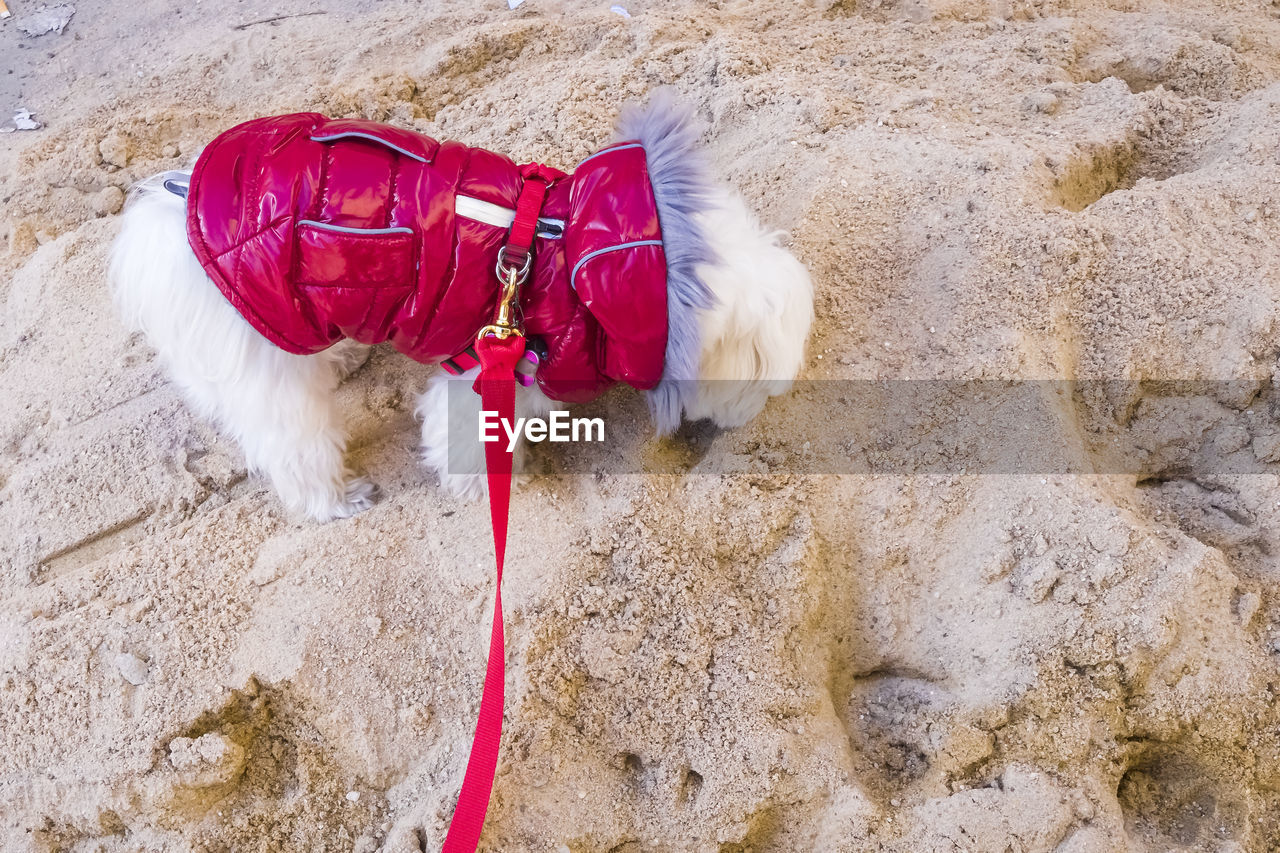 A bichon maltese dog on a pile of sand sniffing the grains