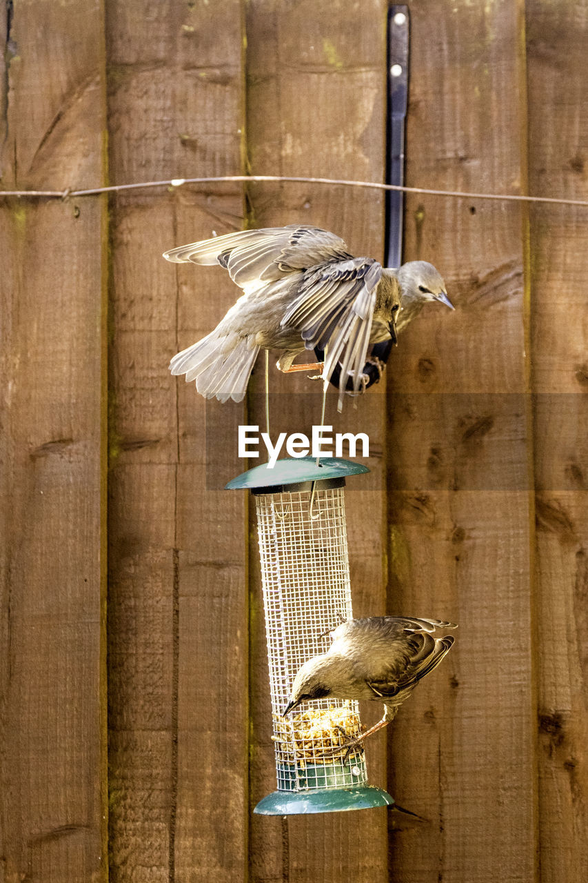 PIGEONS PERCHING ON WOOD