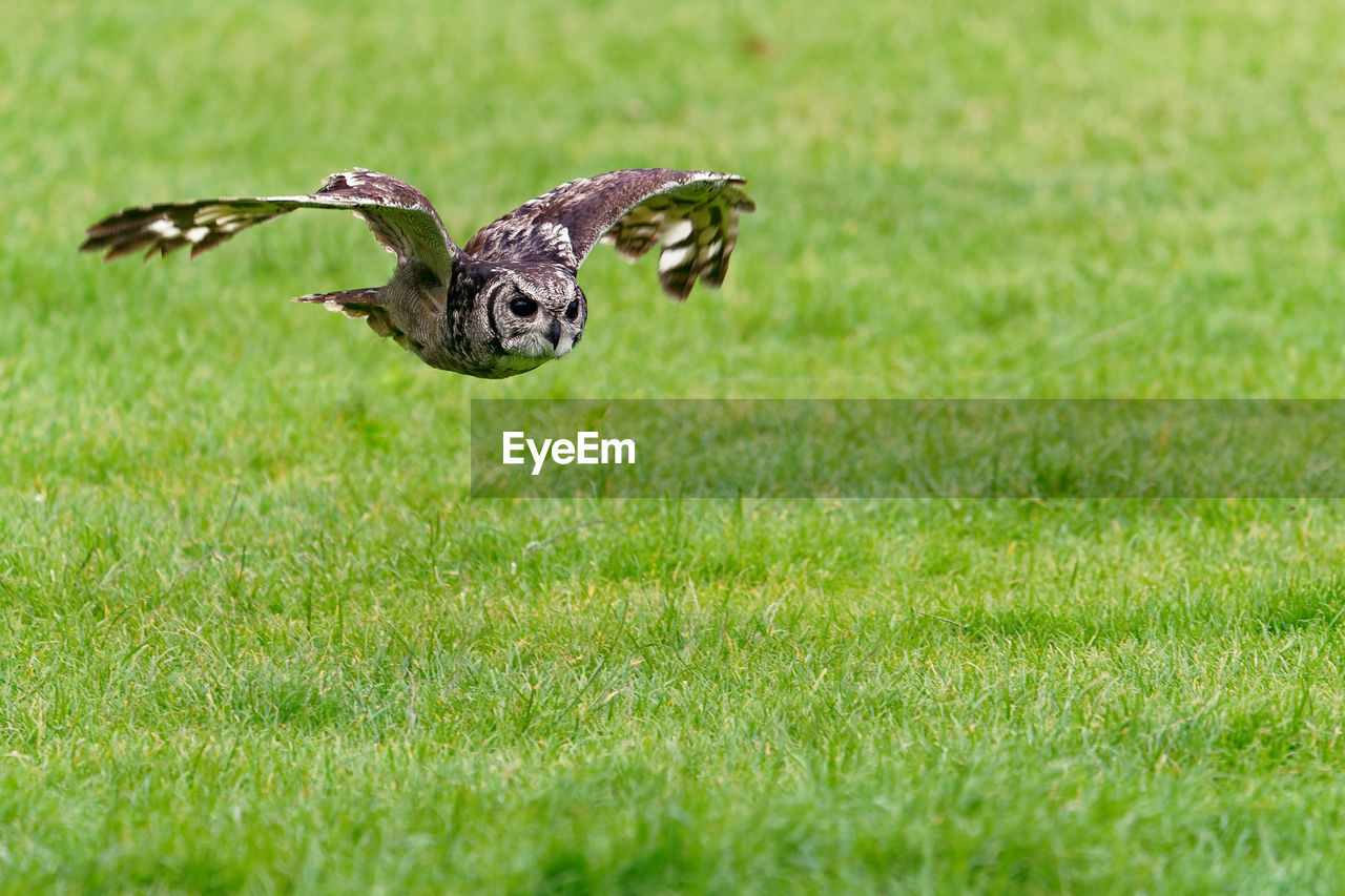 BIRDS FLYING OVER A FIELD