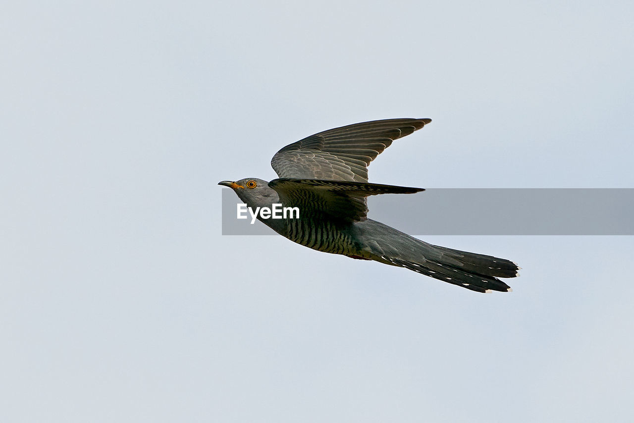 LOW ANGLE VIEW OF BIRD FLYING IN THE SKY