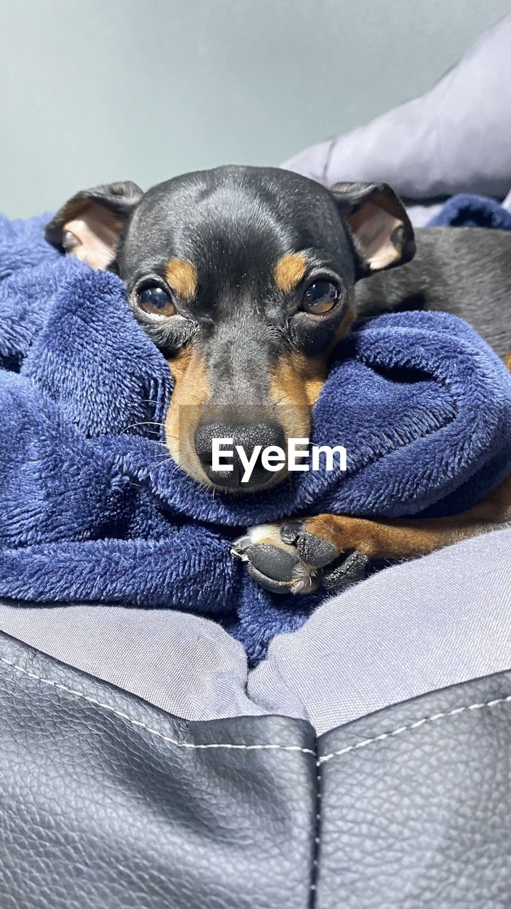 close-up of dog relaxing on bed at home