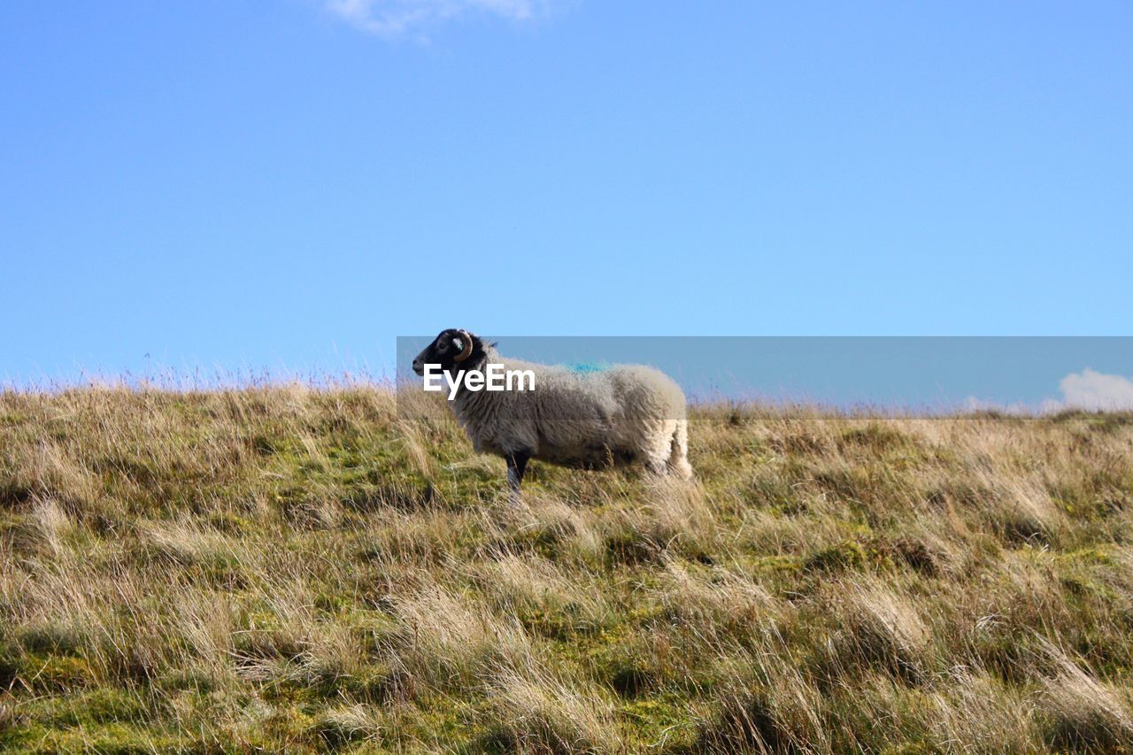 Sheep on grassy field against sky at cumbria