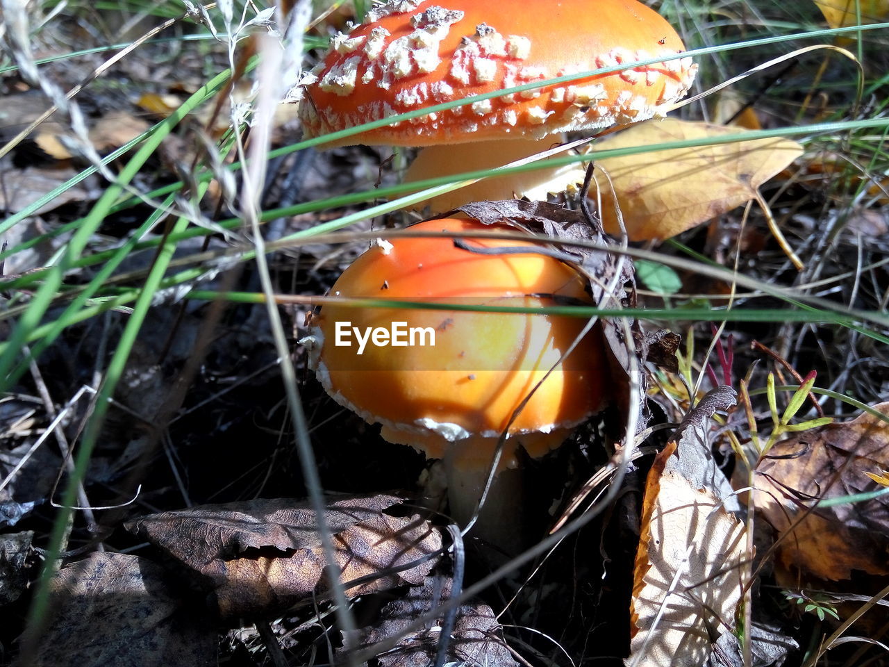 Close-up of mushroom growing on the ground