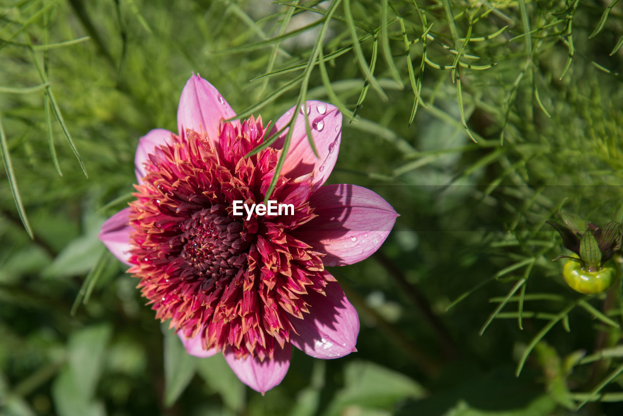 Close-up of flower against blurred background