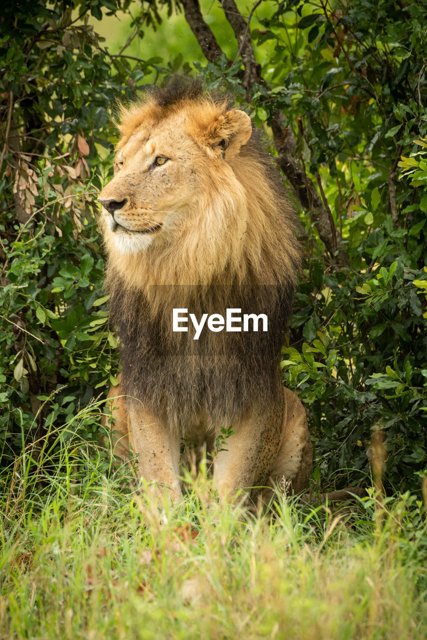 Male lion bares teeth standing by lioness