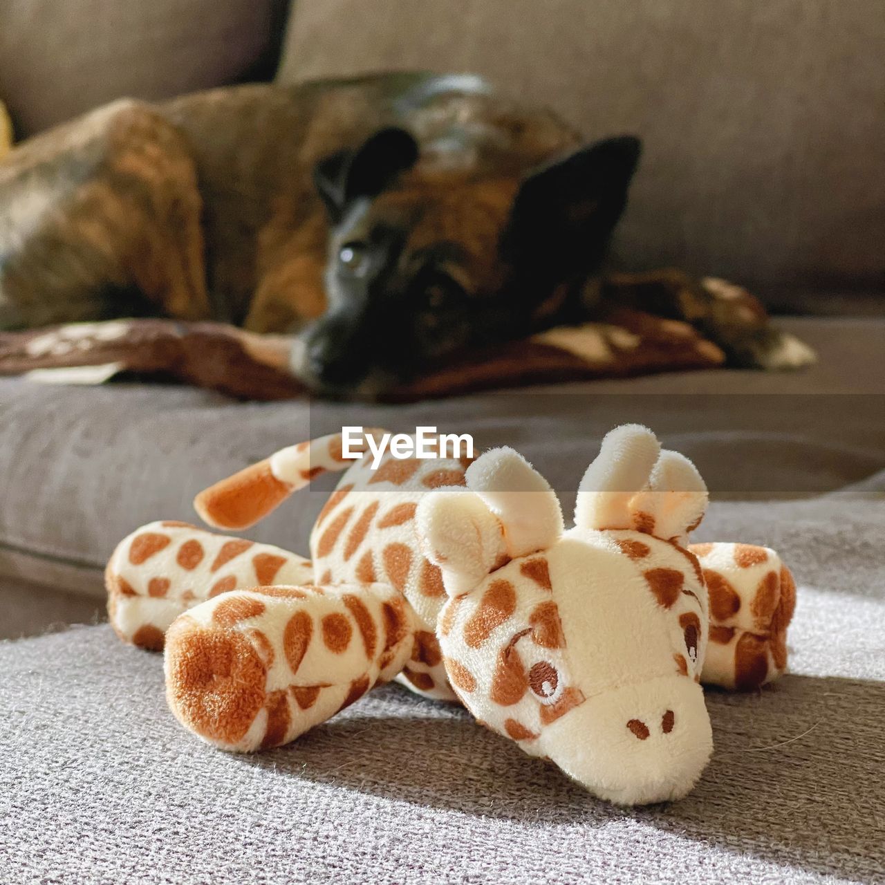 close-up of dog sleeping on floor