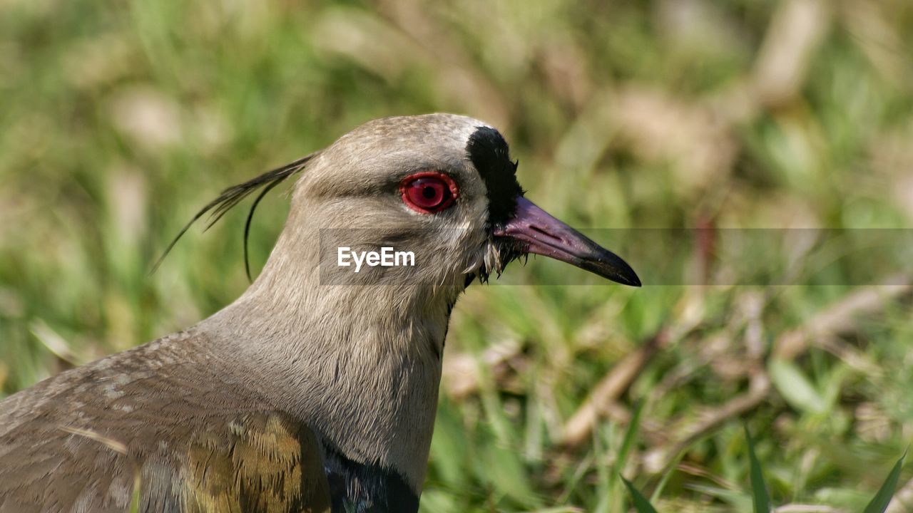 Side-view of bird