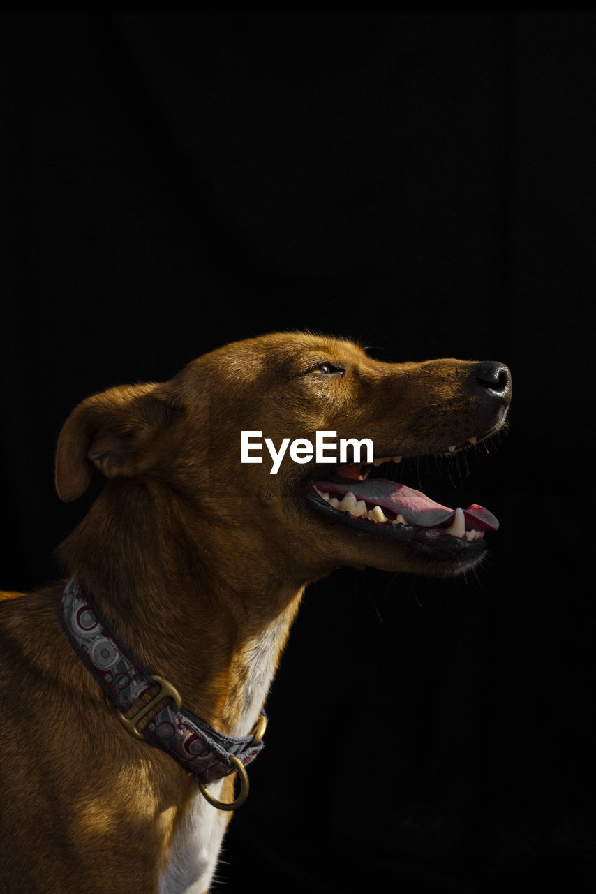 Close-up of a dog over black background
