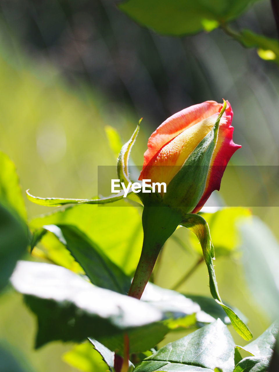 CLOSE-UP OF RED FLOWER BUDS