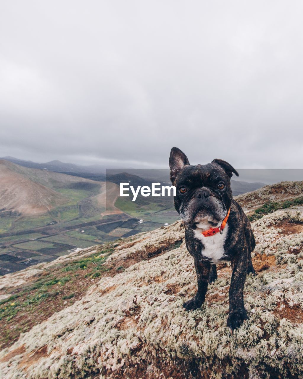 PORTRAIT OF DOG ON MOUNTAIN