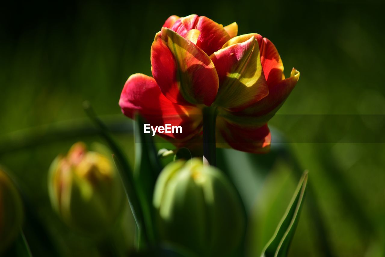 Close-up of red flowering plant