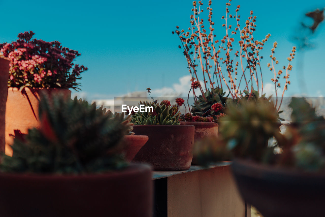 Close-up of potted plant on table against sky