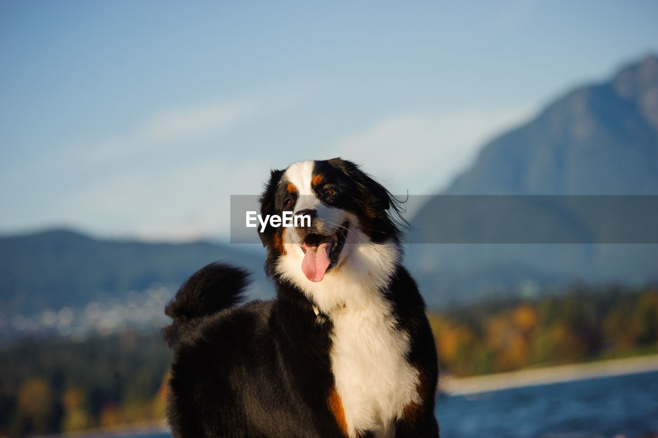 Close-up of dog looking away while standing on field