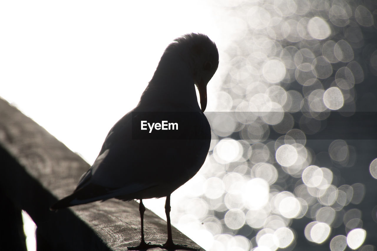 REAR VIEW OF BIRD PERCHING ON A SILHOUETTE OF A MAN