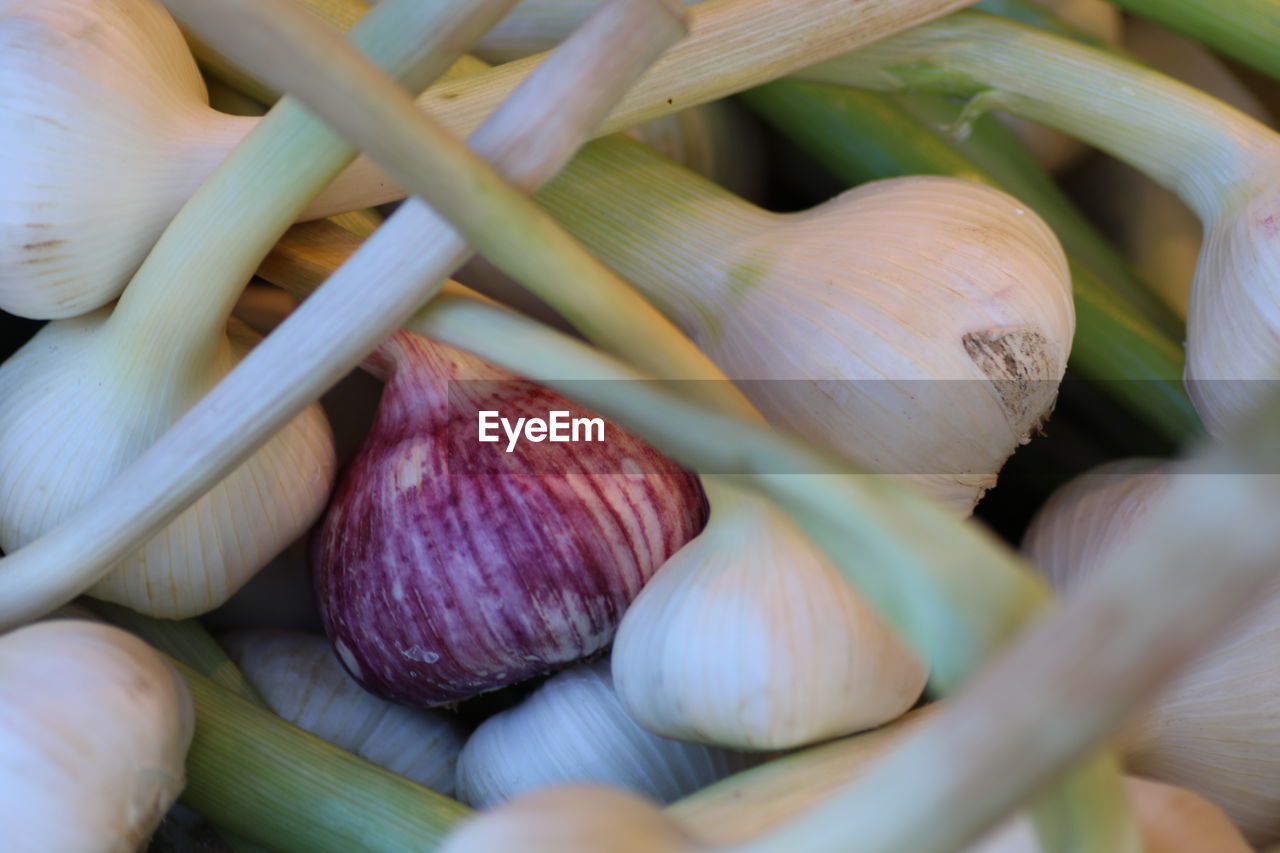 Close-up of onions