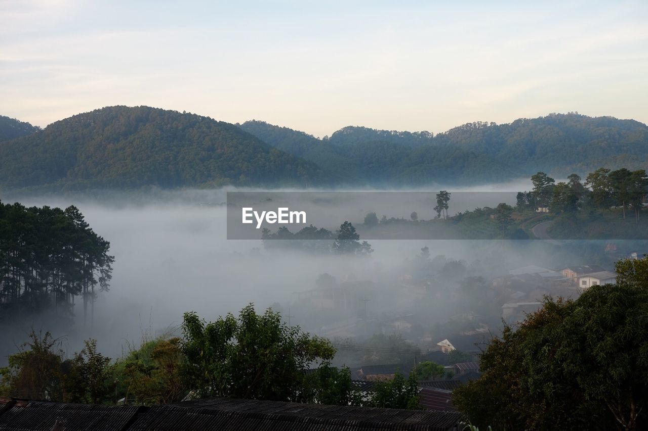 PANORAMIC SHOT OF TREES ON MOUNTAIN AGAINST SKY