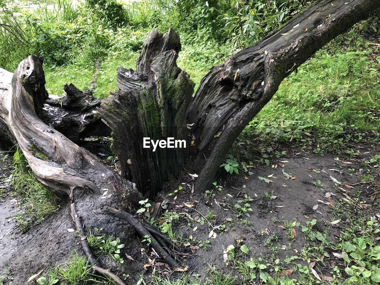 DRIFTWOOD ON TREE TRUNK IN FOREST