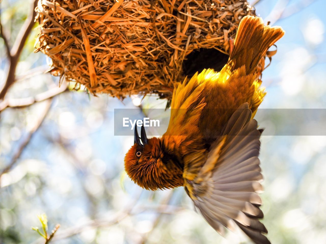 Low angle view of bird by nest