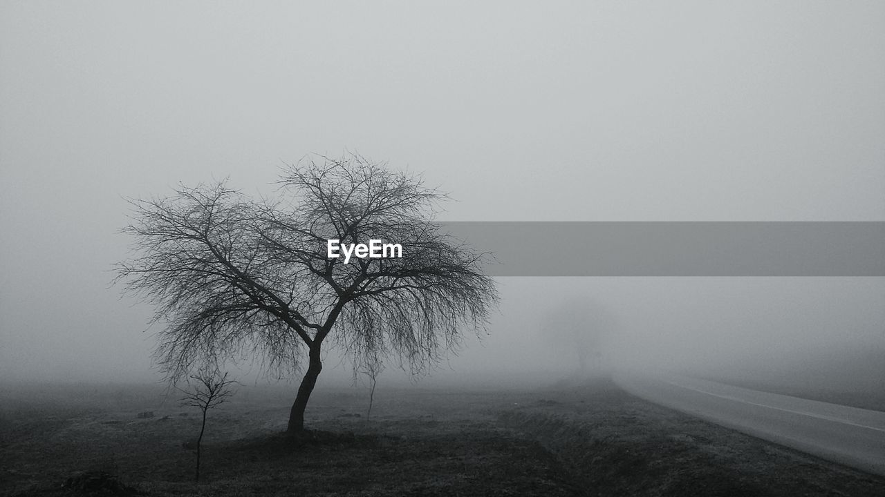 Bare tree on roadside during foggy weather