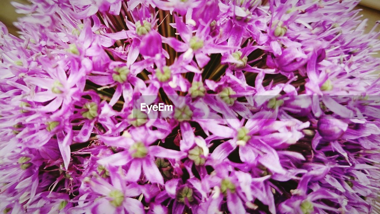 Close-up of pink flower