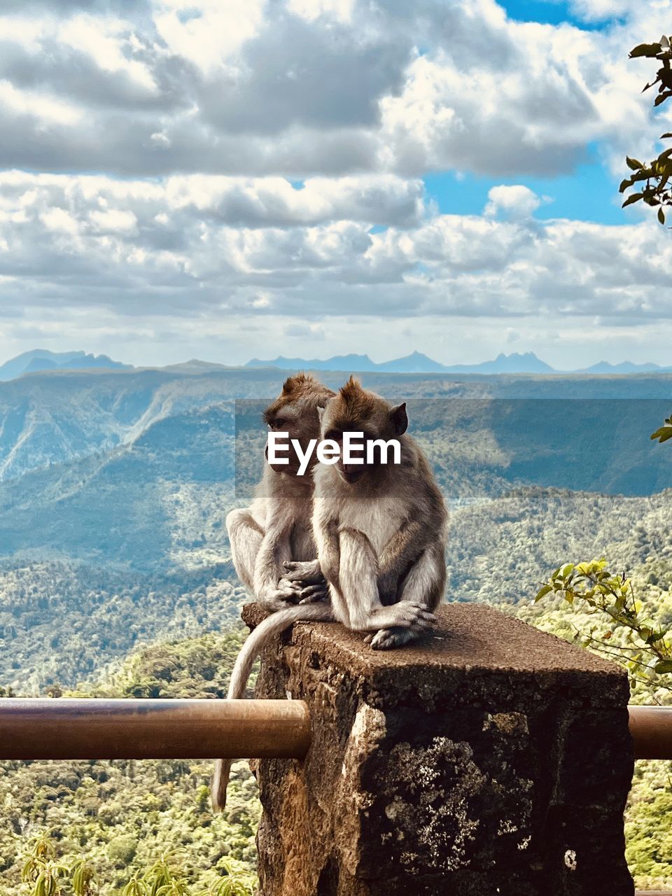 Monkeys sitting on railing against sky