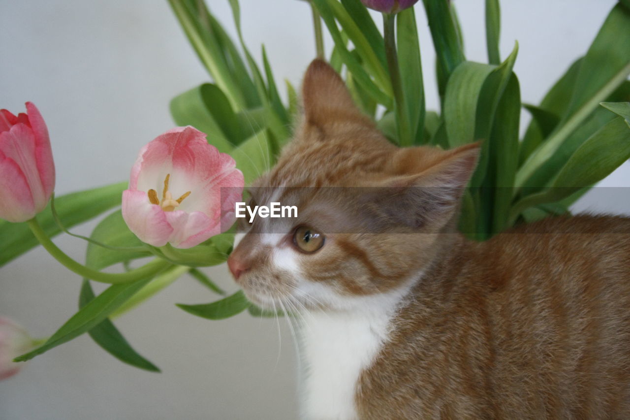 CLOSE-UP OF CAT BY FLOWER PLANT