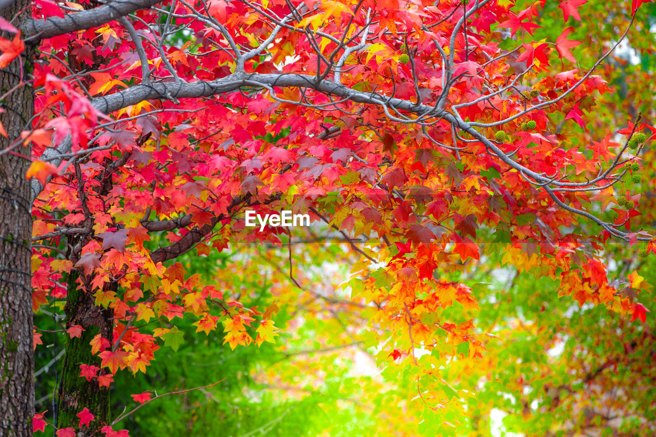 CLOSE-UP OF RED MAPLE TREE