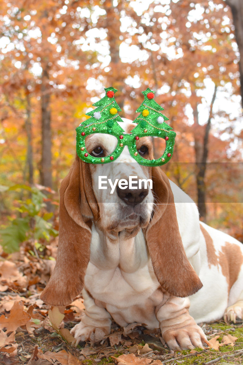 Portrait of dog in forest wearing glasses 