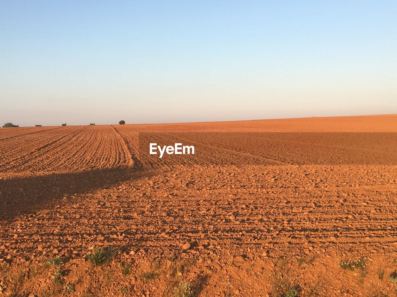 Scenic view of field against clear sky