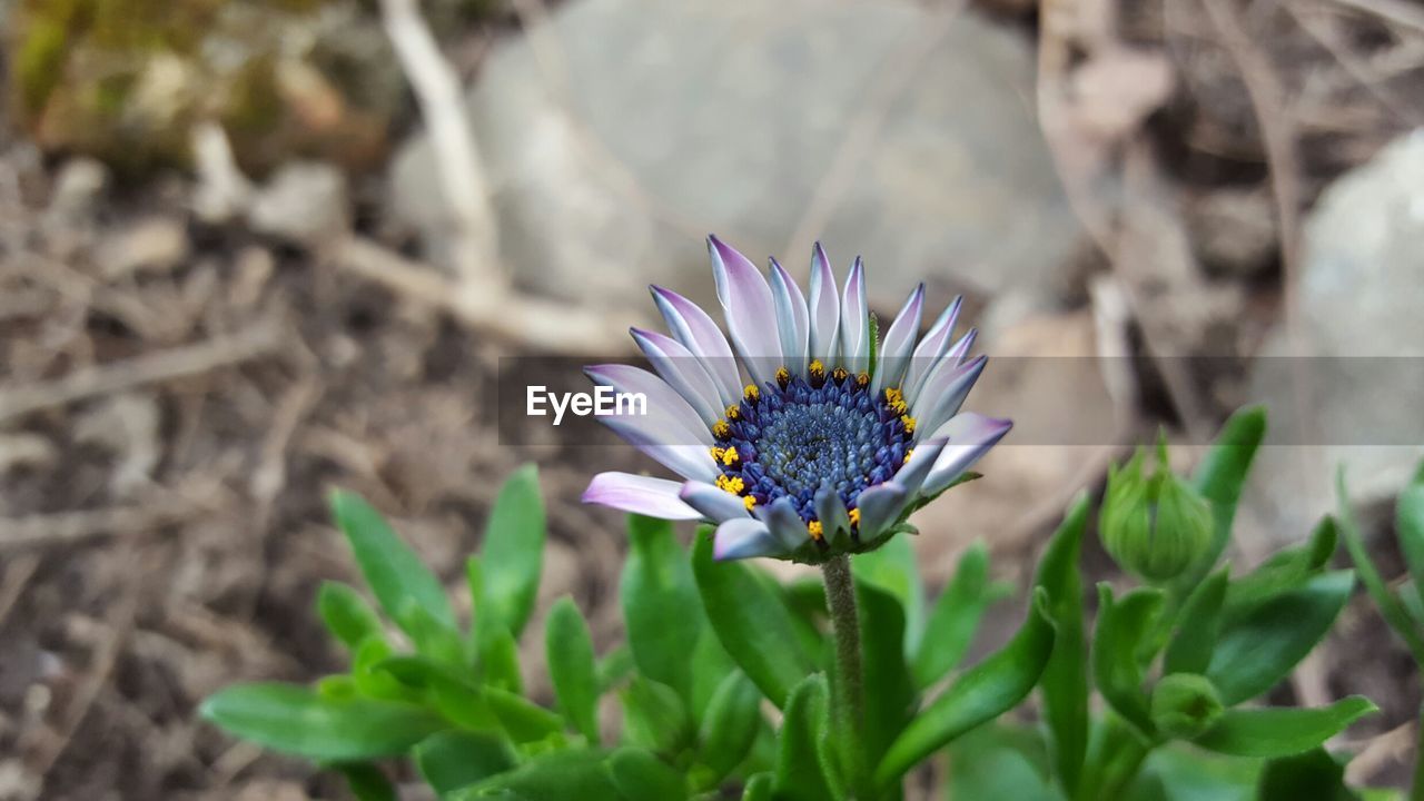 Close-up of fresh flower blooming in field